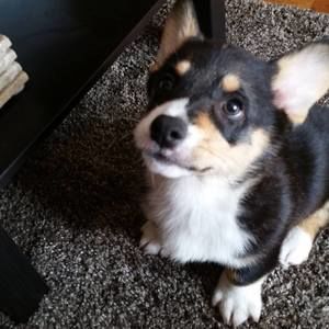 Meet your Posher, Dan